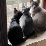 Entry image for Daisy, Jingle, and Belle