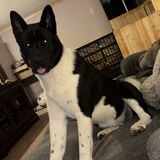 Entry image for Hachiko Kai 