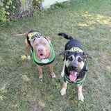 Entry image for Brutus and Bear