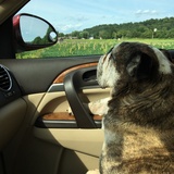 Entry image for Bruiser