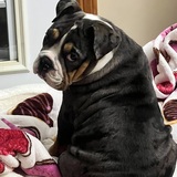 Entry image for Knuckles