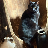 Entry image for Houdini