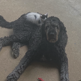 Entry image for Drewes and Kitty