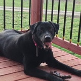 Entry image for Bells 