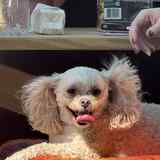 Entry image for Biscuit 