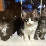 Entry image for Siblings Rascal, Harley, Angel & Molly