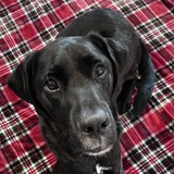 Entry image for Jack