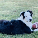 Entry image for Chevy