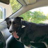 Entry image for Comet