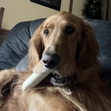 Entry image for Jessie