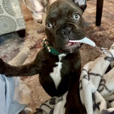 Entry image for Archie