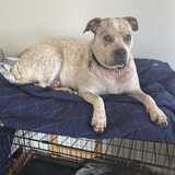 Entry image for Waffles a.k.a Tank