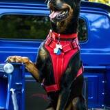 Entry image for Sasha 