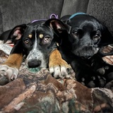 Entry image for Lexi and Shadow