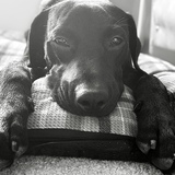 Entry image for Shadow