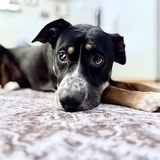 Entry image for Lexi