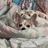 Entry image for Harry-Albérto