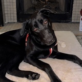 Entry image for Hank