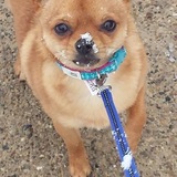 Entry image for Chico