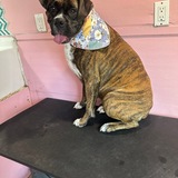 Entry image for Bella Boo 