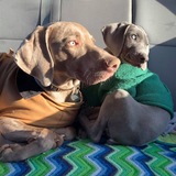 Entry image for Falco and Chara