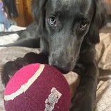 Entry image for Ripple