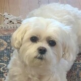 Entry image for Rameses Brutus Moore