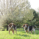 Entry image for Apollo & Odin