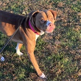 Entry image for JellyBean