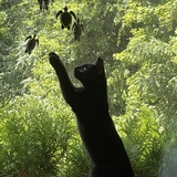 Entry image for Binx 