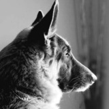 Entry image for Remy