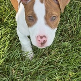 Entry image for Daisy