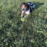 Entry image for Cooper