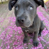 Entry image for Arlo