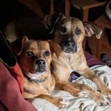 Entry image for Hazel and Puff