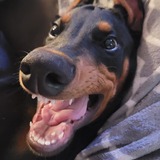 Entry image for Snoop