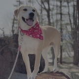 Entry image for Ribsy