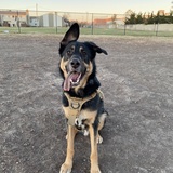 Entry image for Boomer