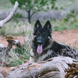 Entry image for Nala Bear