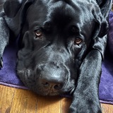 Entry image for Diesel