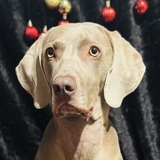 Entry image for Mazey