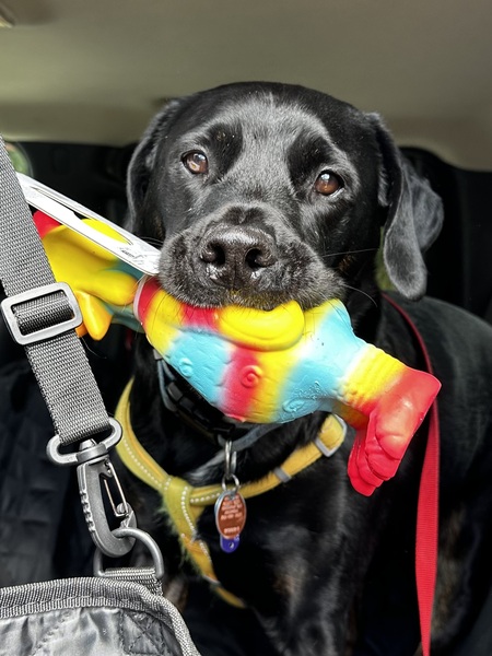 Entry image for Tuggie. Clicking this image will show a larger photo