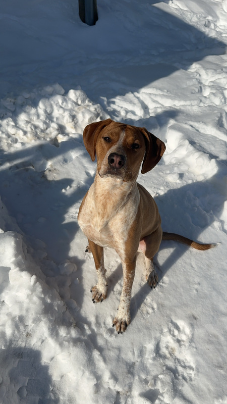 Entry image for Boone. Clicking this image will show a larger photo