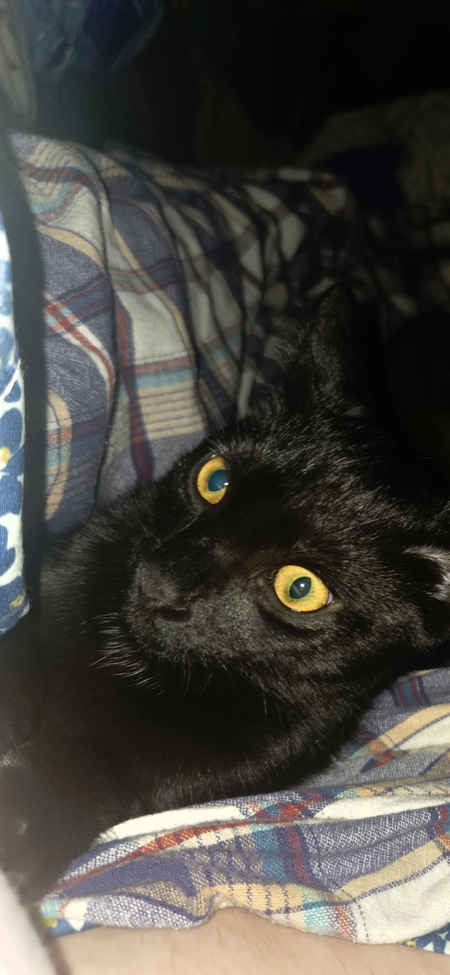 Entry image for Dash. Clicking this image will show a larger photo