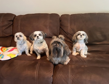 Entry image for Lacee, Sadie, Mia, and Chloe. Clicking this image will show a larger photo