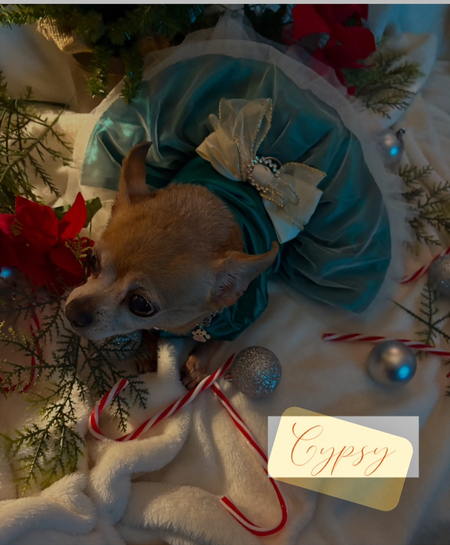 Entry image for Gypsy . Clicking this image will show a larger photo