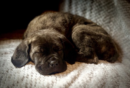 Entry image for Baloo. Clicking this image will show a larger photo