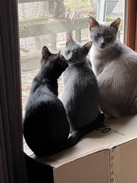 Entry image for Daisy, Jingle, and Belle. Clicking this image will show a larger photo