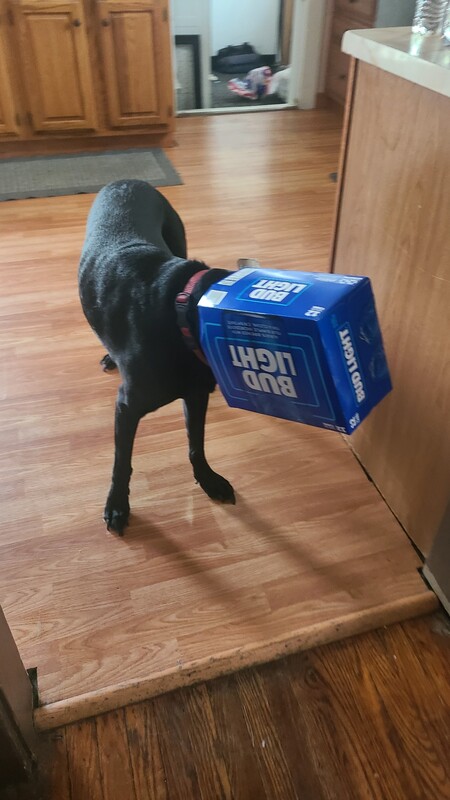 Entry image for Groot. Clicking this image will show a larger photo