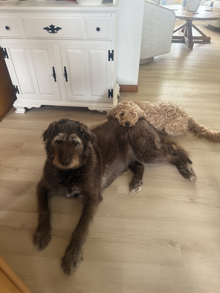 Entry image for Mila and Jemma. Clicking this image will show a larger photo